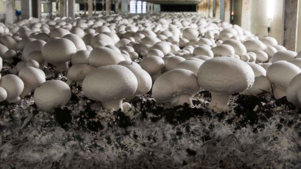 Button Mushroom in Controlled Environment