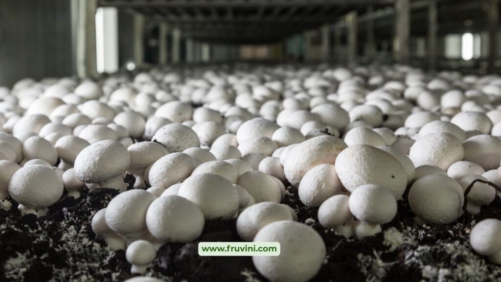 Common Mistakes in Mushroom Farming (And How to Avoid Them)