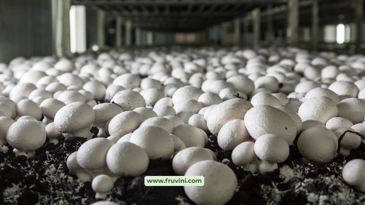 Common Mistakes in Mushroom Farming (And How to Avoid Them) - Fruvini