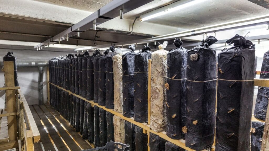 Easy to expand mushroom production