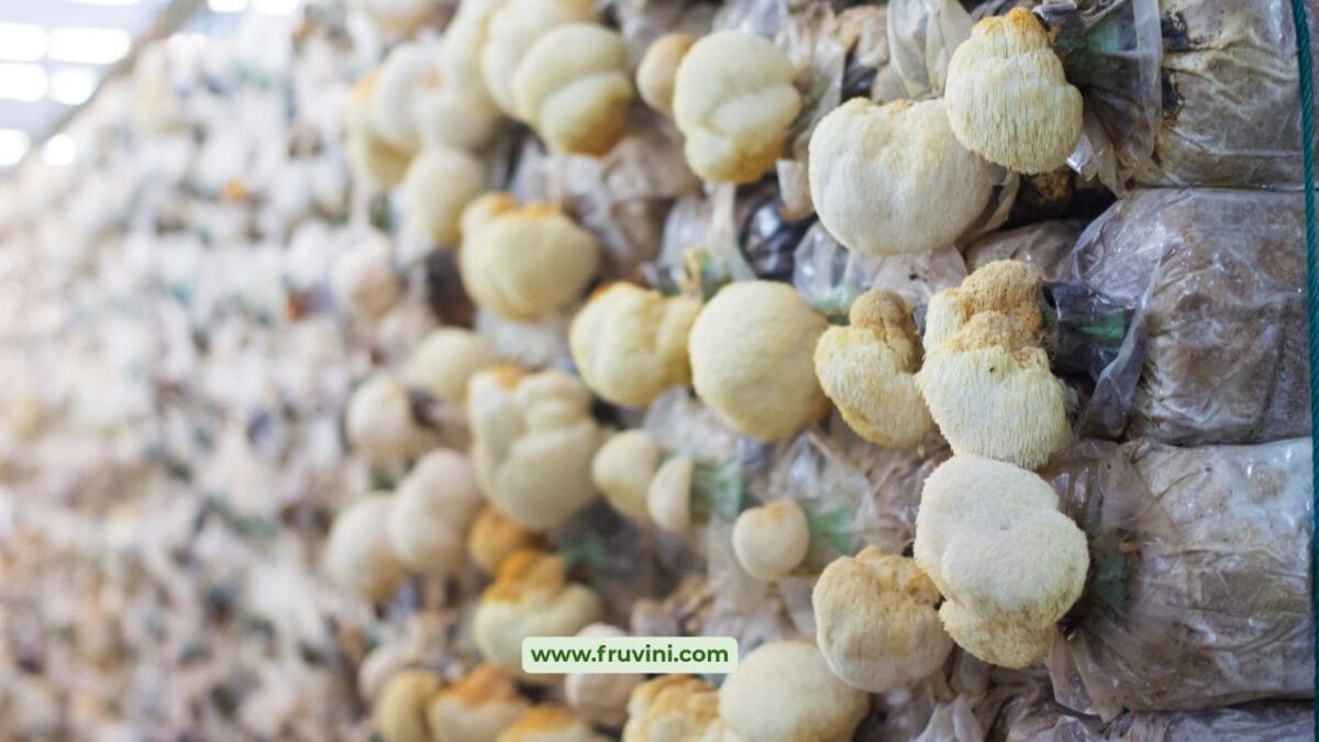 How to Prevent Contamination in Mushroom Farming