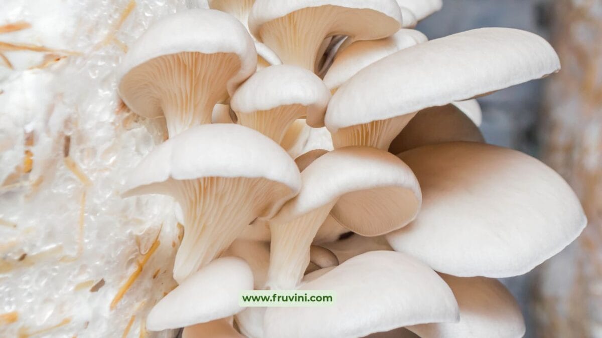 How to Start Mushroom Farming at Home