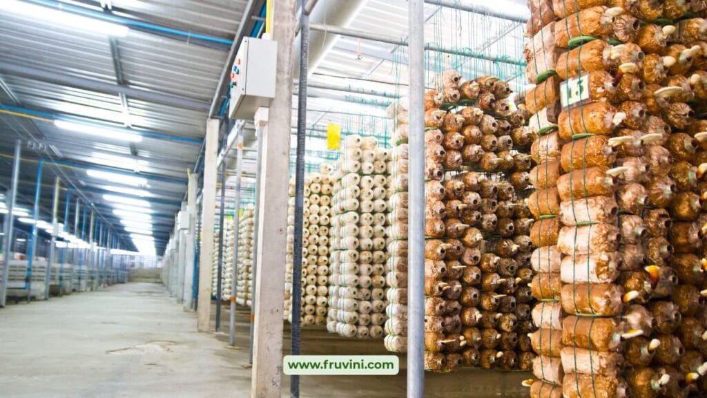 Low Cost Mushroom Farming Setup for Small Farmers