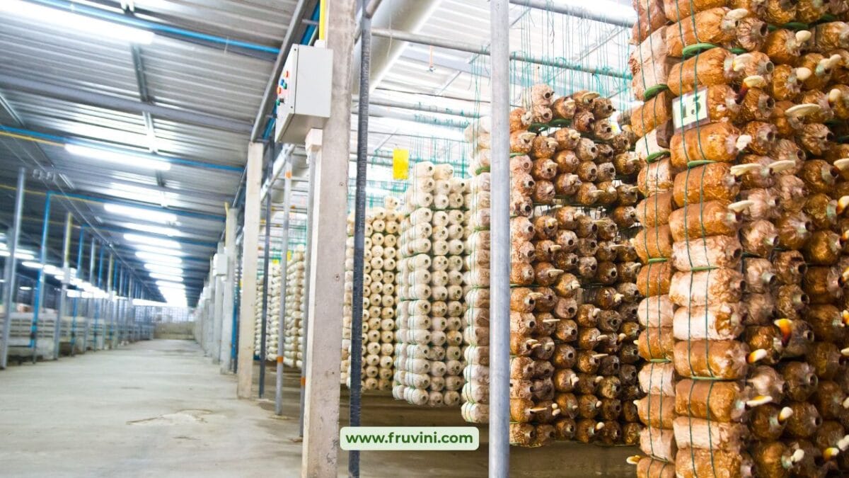 Low Cost Mushroom Farming Setup for Small Farmers