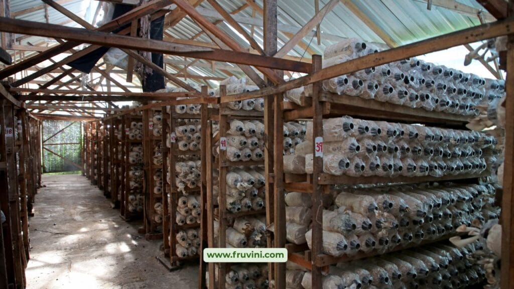 Mushroom Farming Cost & Profit in India (Full Breakdown)