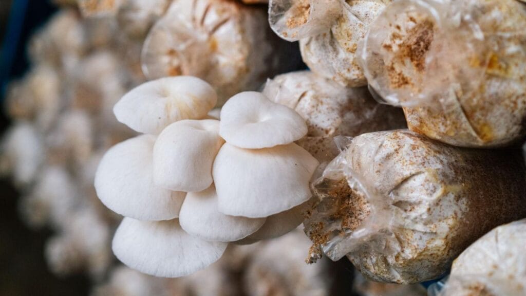 Oyster Mushroom in Controlled Environment