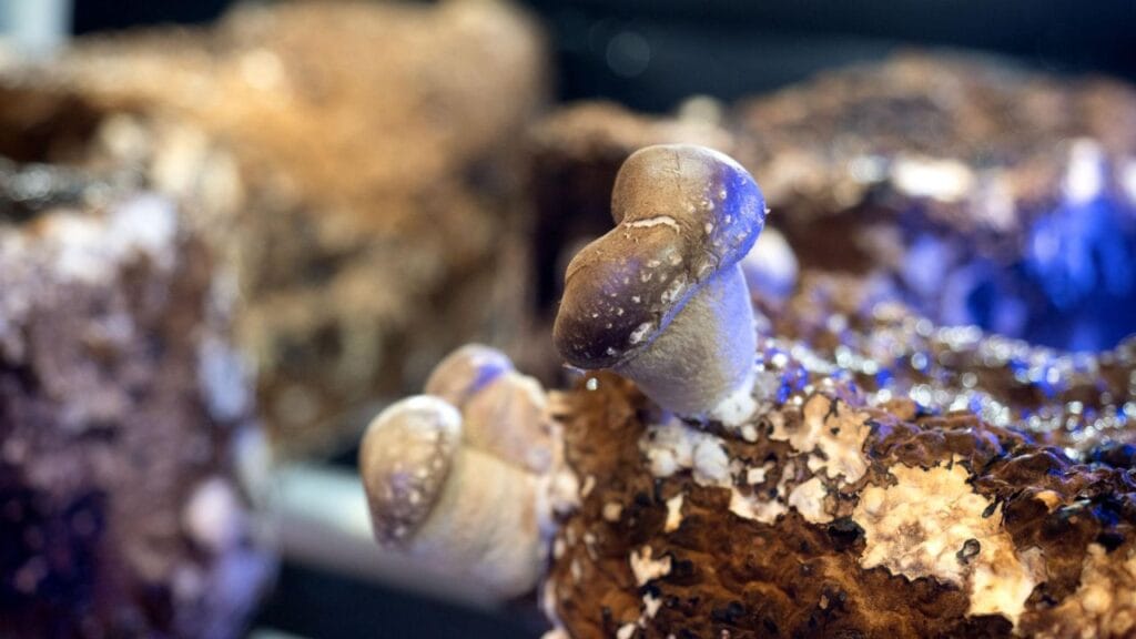 Shiitake Mushroom in Controlled Environment