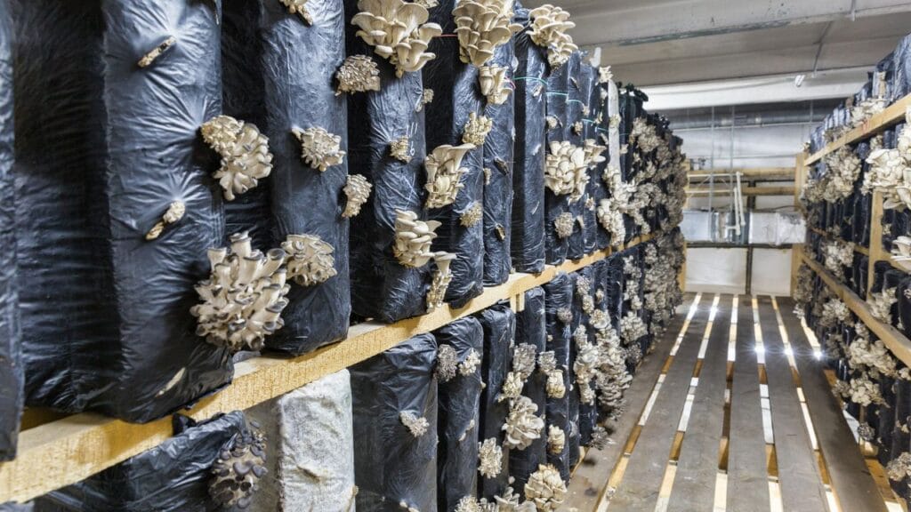 Suitable for commercial mushroom farming