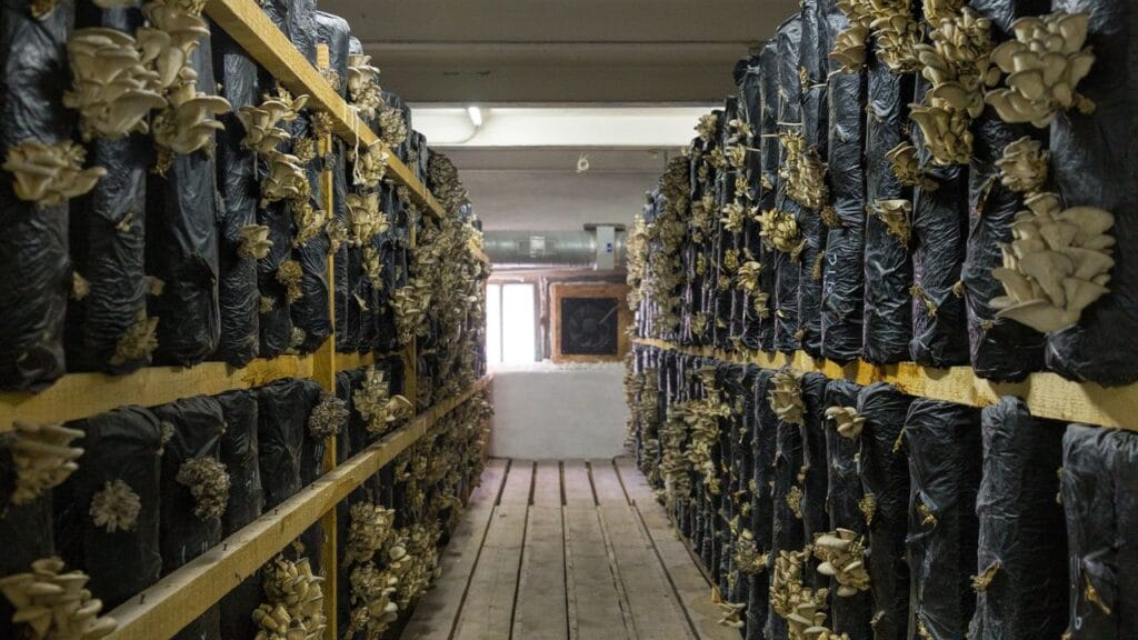 Supports consistent mushroom supply