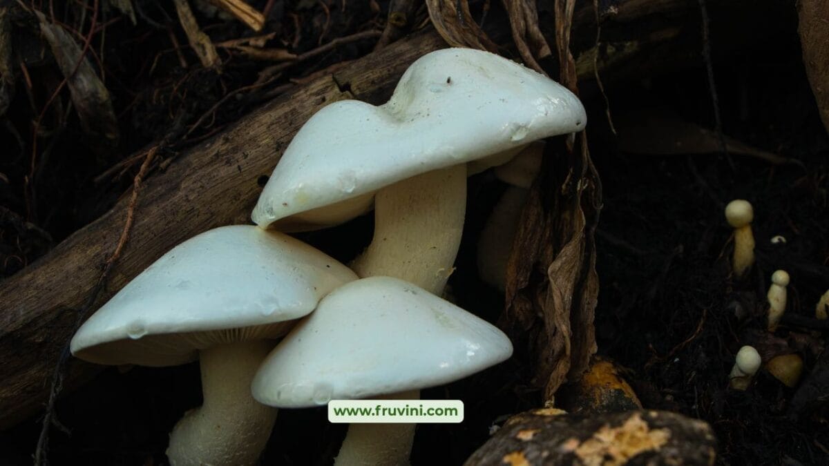 Top 5 Profitable Mushrooms to Grow in India