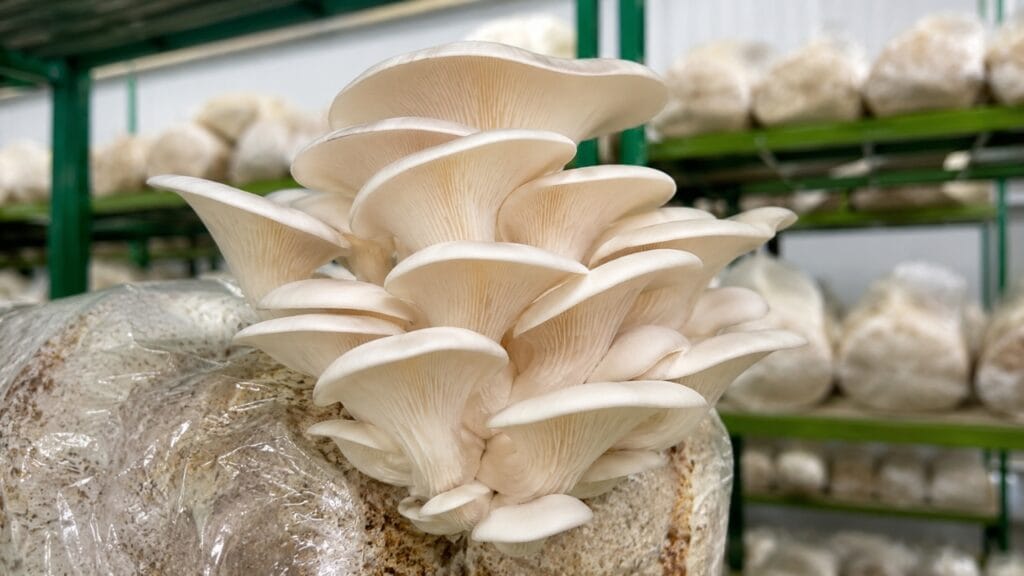 White Oyster Mushroom Cultivation