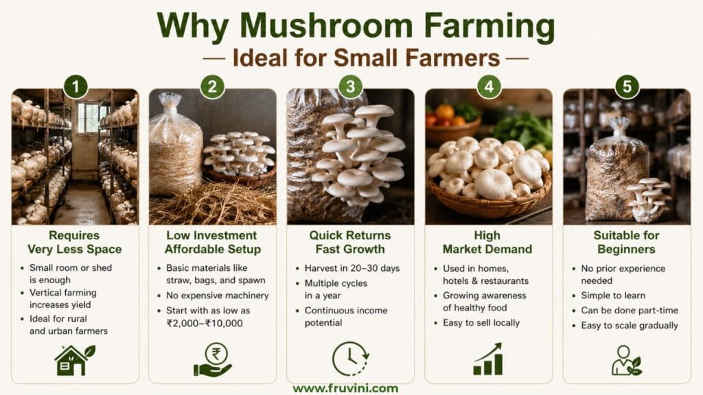 Why Mushroom Farming is Ideal for Small Farmers