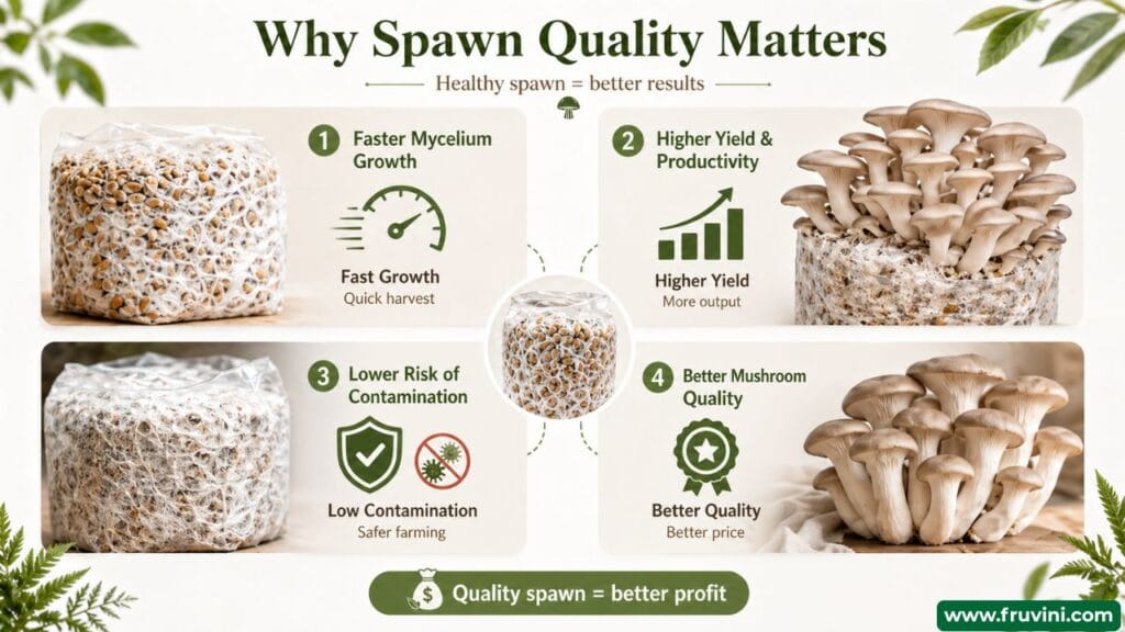 Why mushroom spawn quality matters