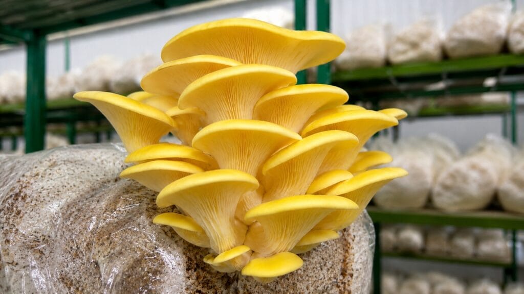 Yellow Oyster Mushroom Cultivation