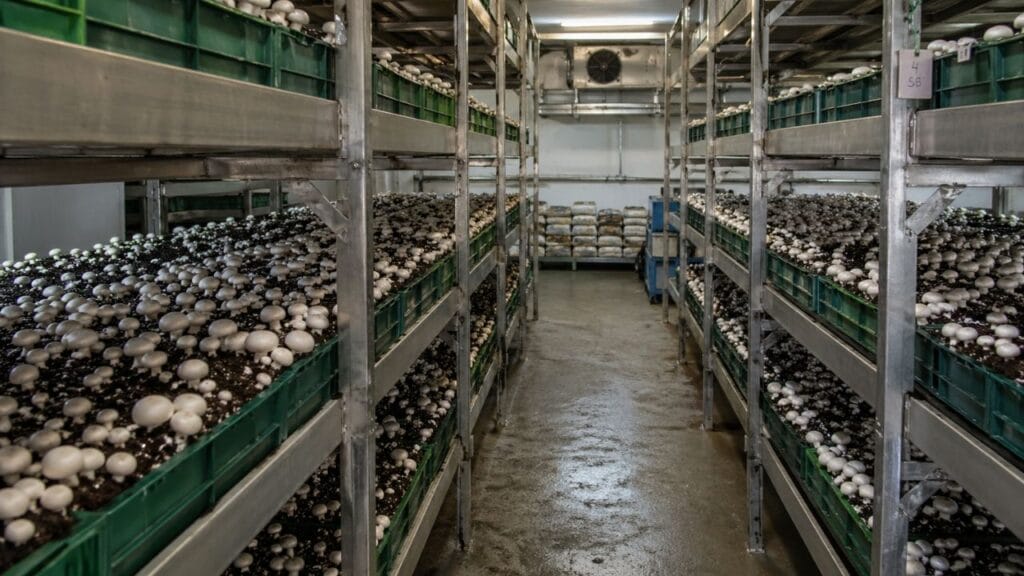 button mushroom farming trays controlled environment
