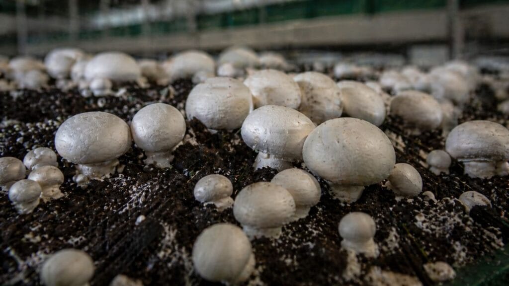 button mushrooms growing in compost close up