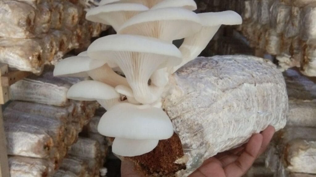 climate controlled mushroom farming