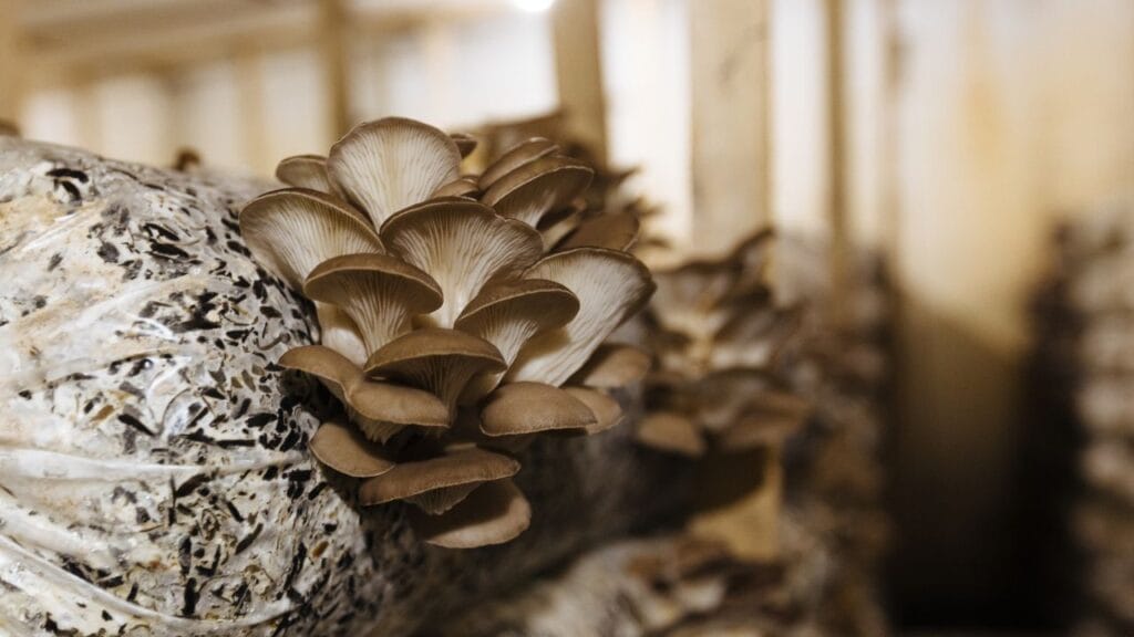 climate controlled mushroom farming setup India