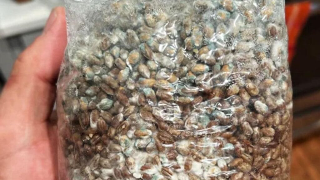 contamination in mushroom cultivation