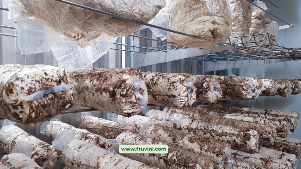 Controlled Environment Mushroom Farming: Complete Guide