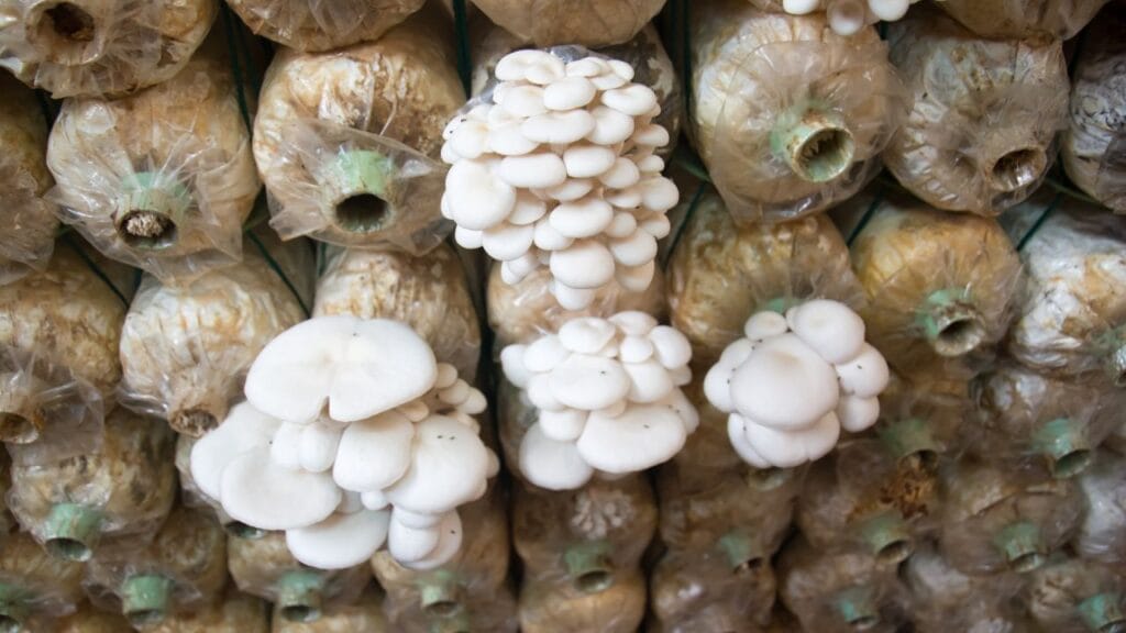 controlled environment mushroom farming in India