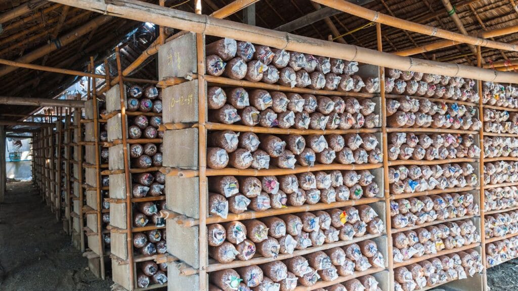 controlled mushroom farming cost in India