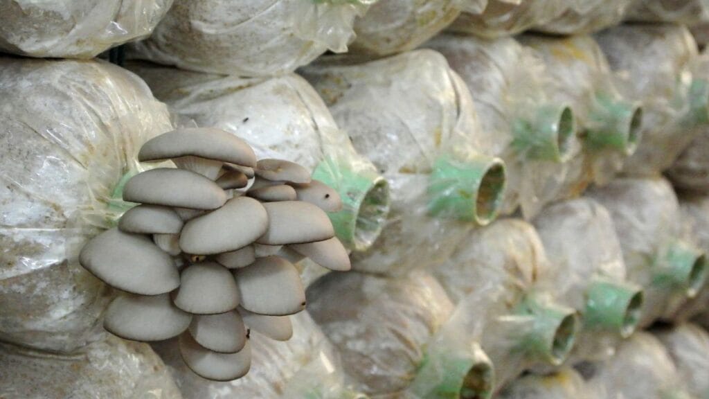 controlled mushroom farming setup