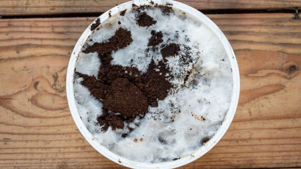 how to avoid mold in mushroom farming