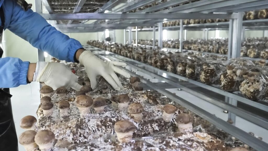 how to maintain hygiene in mushroom farming