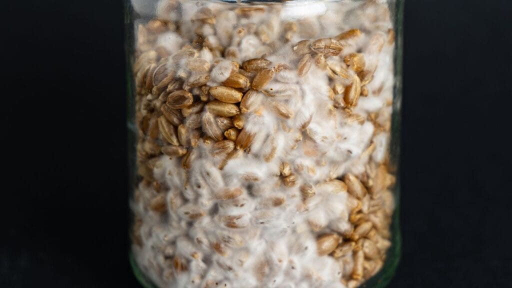 how to stop mold in mushroom cultivation