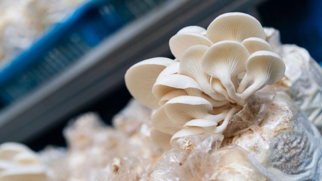 indoor mushroom cultivation system