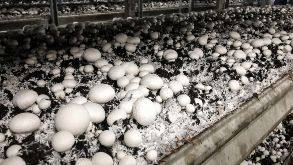 indoor mushroom farming
