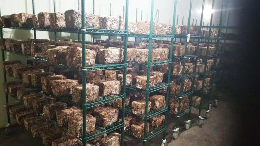 indoor mushroom farming setup cost India