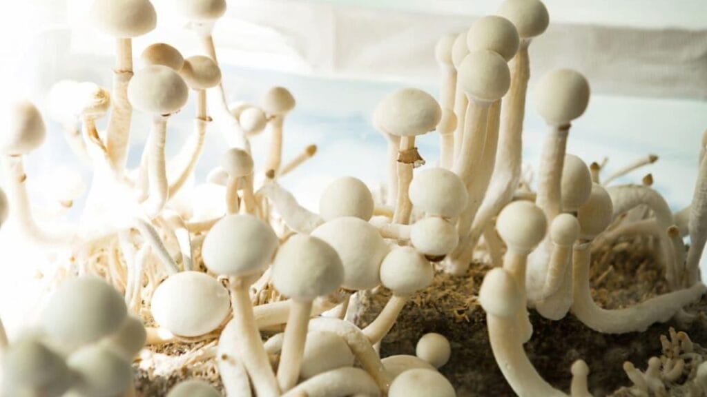 indoor mushroom farming step by step