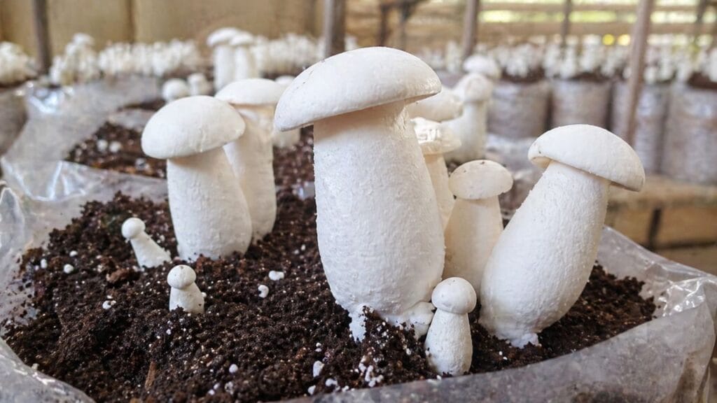milky mushroom white stem and cap close up