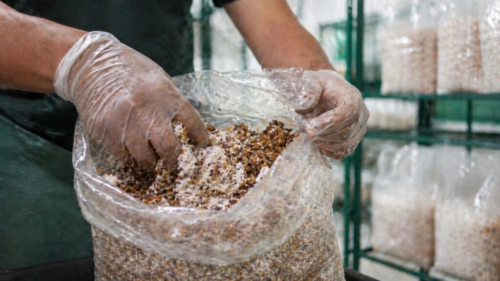 mixing mushroom spawn with substrate