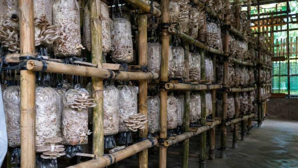 bamboo racks for mushroom farming setup