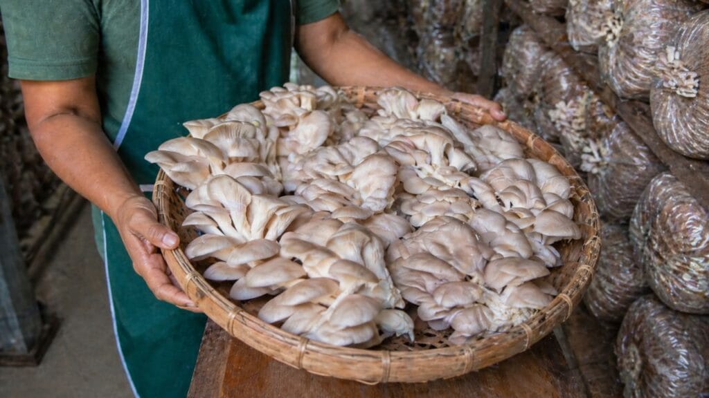 fresh mushroom harvest in basket
