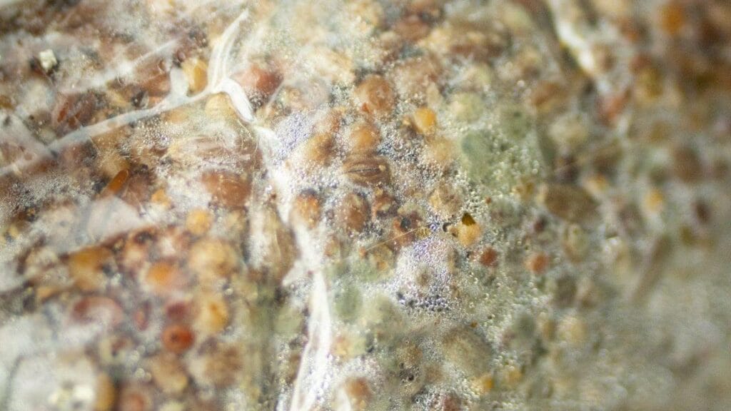 mushroom contamination causes