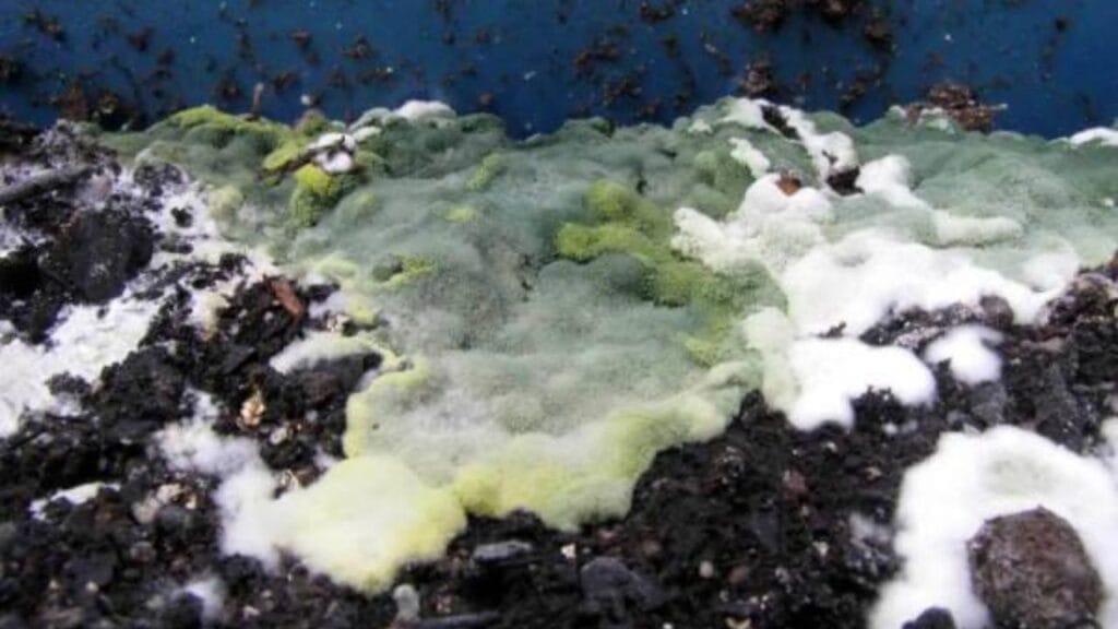 mushroom contamination prevention