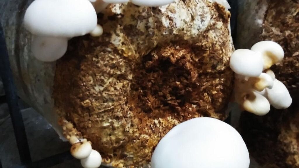 mushroom contamination signs and solutions