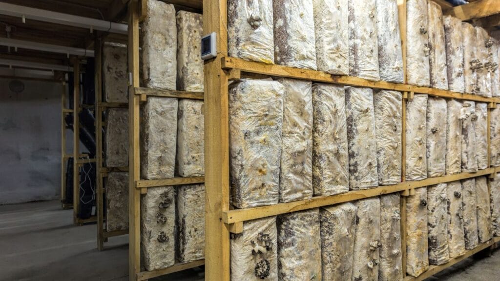 mushroom cultivation technology