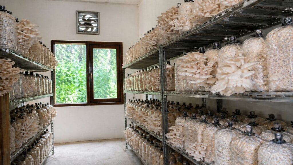 airflow in indoor mushroom farming setup