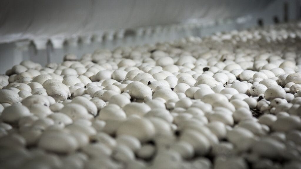 mushroom farm automation