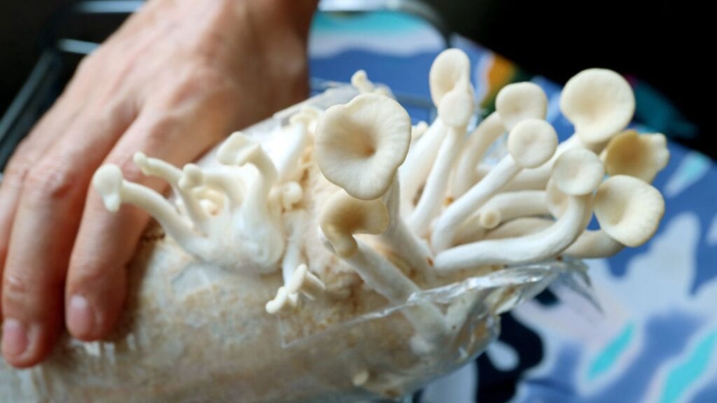 mushroom farming business setup India