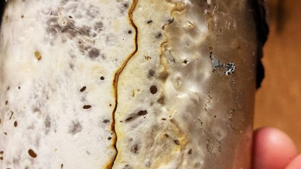 mushroom farming contamination control methods