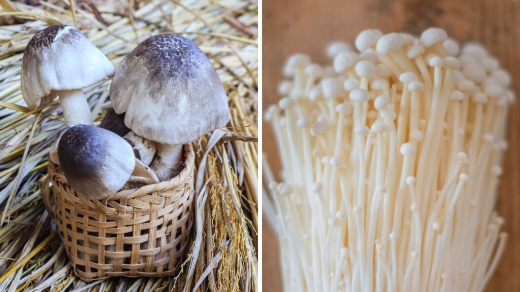 mushroom farming cost and profit in India