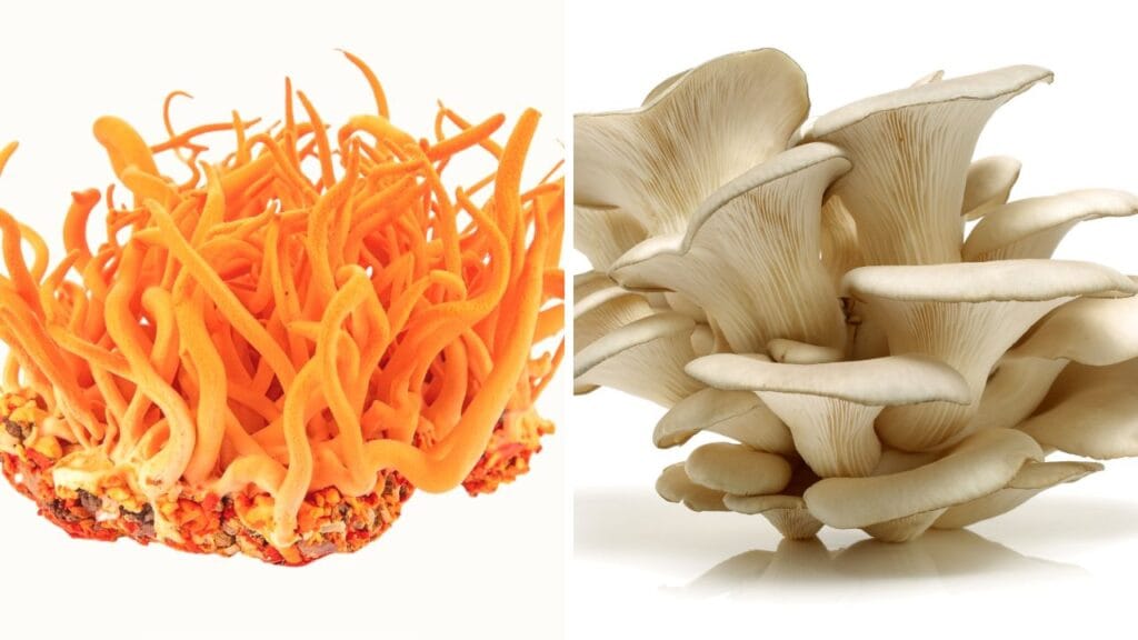 mushroom farming cost in India