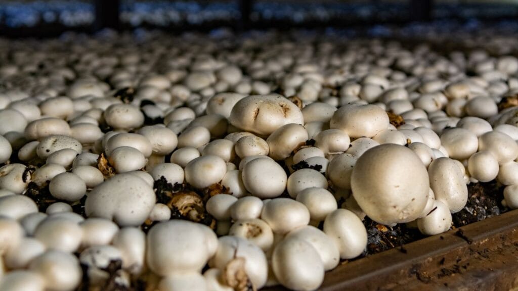 mushroom farming in closed environment
