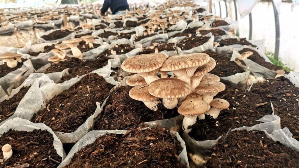 mushroom farming in controlled environment